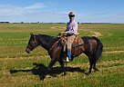Quarter Horse - Horse for Sale in Wheatland County, AB T1P 0T5