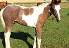 Arabian - Horse for Sale in Lacombe, AB T4L 1W