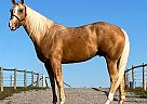 Quarter Horse - Horse for Sale in Anadarko, OK 73005