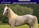 Tennessee Walking - Horse for Sale in Independence, LA 70792