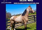 Tennessee Walking - Horse for Sale in TYNER, KY 40486