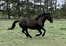 Friesian - Horse for Sale in Bowmanville, ON L1C 5T7