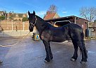 Friesian - Horse for Sale in Macon, GA 31203