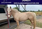Tennessee Walking - Horse for Sale in DEKALB, TX 75559