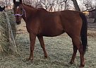 Thoroughbred - Horse for Sale in Maxbass, ND 58760