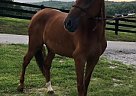Paso Fino - Horse for Sale in Oneida, TN 37841