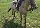 Quarter Horse - Horse for Sale in Rock Creek, OH 44084