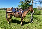 Mule - Horse for Sale in Royal, AR 71968