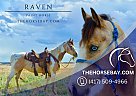 Paint - Horse for Sale in Fort Collins, CO 80534