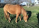 Haflinger - Horse for Sale in Crofton, NE 68730
