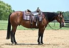 Quarter Horse - Horse for Sale in Grand Haven, MI 49456