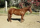 Quarter Horse - Horse for Sale in Lake Forest, CA 