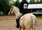 Quarter Horse - Horse for Sale in Stevens Point, WI 54481