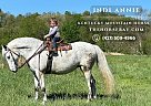 Kentucky Mountain - Horse for Sale in Whitley City, KY 42653