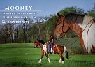 Draft - Horse for Sale in Auburn, KY 42206
