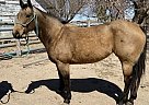 Quarter Horse - Horse for Sale in Tulare, CA 93274
