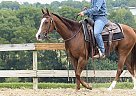 Quarter Horse - Horse for Sale in Los Angeles, CA 90025
