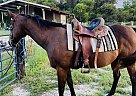 Appendix - Horse for Sale in Cape Coral, FL 33992