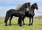 Friesian - Horse for Sale in Houston, TX 77325