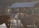 Quarter Horse - Horse for Sale in Amherstburg, ON n9v 4b