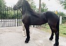 Friesian - Horse for Sale in Naples, FL 34120