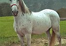 Lipizzan - Horse for Sale in Frýdek-místek,  738 01