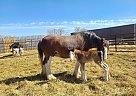Clydesdale - Horse for Sale in Viceroy, SK S0H 4H0