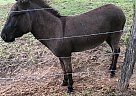 Donkey - Horse for Sale in Franklin, TX 77856