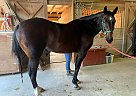 Standardbred - Horse for Sale in Otis, OR 97368