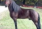 Tennessee Walking - Horse for Sale in Huntington, IN 