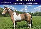 Missouri Fox Trotter - Horse for Sale in Whitley City Ky, KY 42653