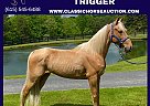Missouri Fox Trotter - Horse for Sale in TYNER, KY 40486