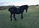 Percheron - Horse for Sale in Frankford, ON K0K2C0