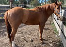Other - Horse for Sale in Condon, OR 97823