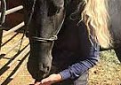 Friesian - Horse for Sale in pottsville, PA 17901