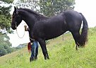 Friesian - Horse for Sale in Moscow, ID 83843