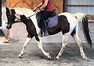 Saddlebred - Horse for Sale in Keymar, MD 21757