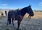 Quarter Horse - Horse for Sale in Spring creek, NV 89815