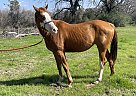 Half Arabian - Horse for Sale in Marquez, TX 77865