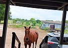 Quarter Horse - Horse for Sale in Houston, TX 77020