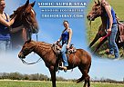 Missouri Fox Trotter - Horse for Sale in Elkland, MO 65644