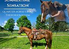 Quarter Horse - Horse for Sale in Dora, MO 65637