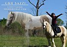 Gypsy Vanner - Horse for Sale in Eatonton, GA 31024