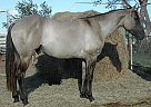 Quarter Horse - Horse for Sale in Mcalister, NM 