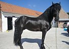 Friesian - Horse for Sale in Concord, CA 94518