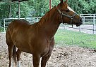 Quarter Horse - Horse for Sale in Houston, TX 77008