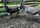 Donkey - Horse for Sale in Dade City, FL 33523