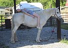 Crossbred Pony - Horse for Sale in Boonsboro, MD 21713