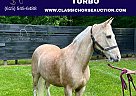 Tennessee Walking - Horse for Sale in OAK RIDGE, TN 37830