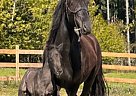 Canadian - Horse for Sale in Nanaimo, BC V9X 1K4